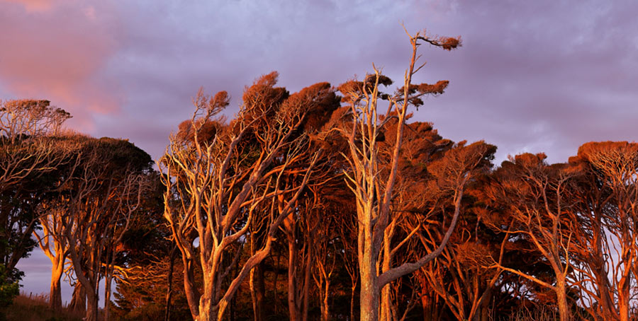 Pater Latham nz panorama photography, Awhitu peninsula, Trees